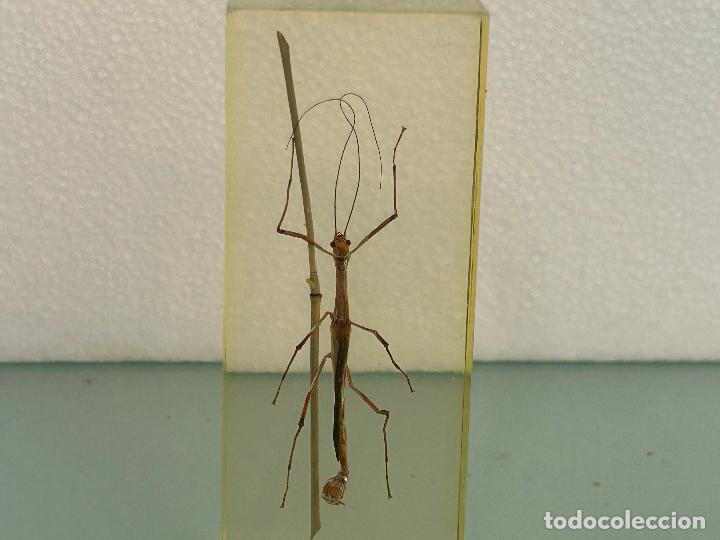 Insecto Metacrilato -Palo -Taco Grande 11×5×3- Colección Bichos Resina
