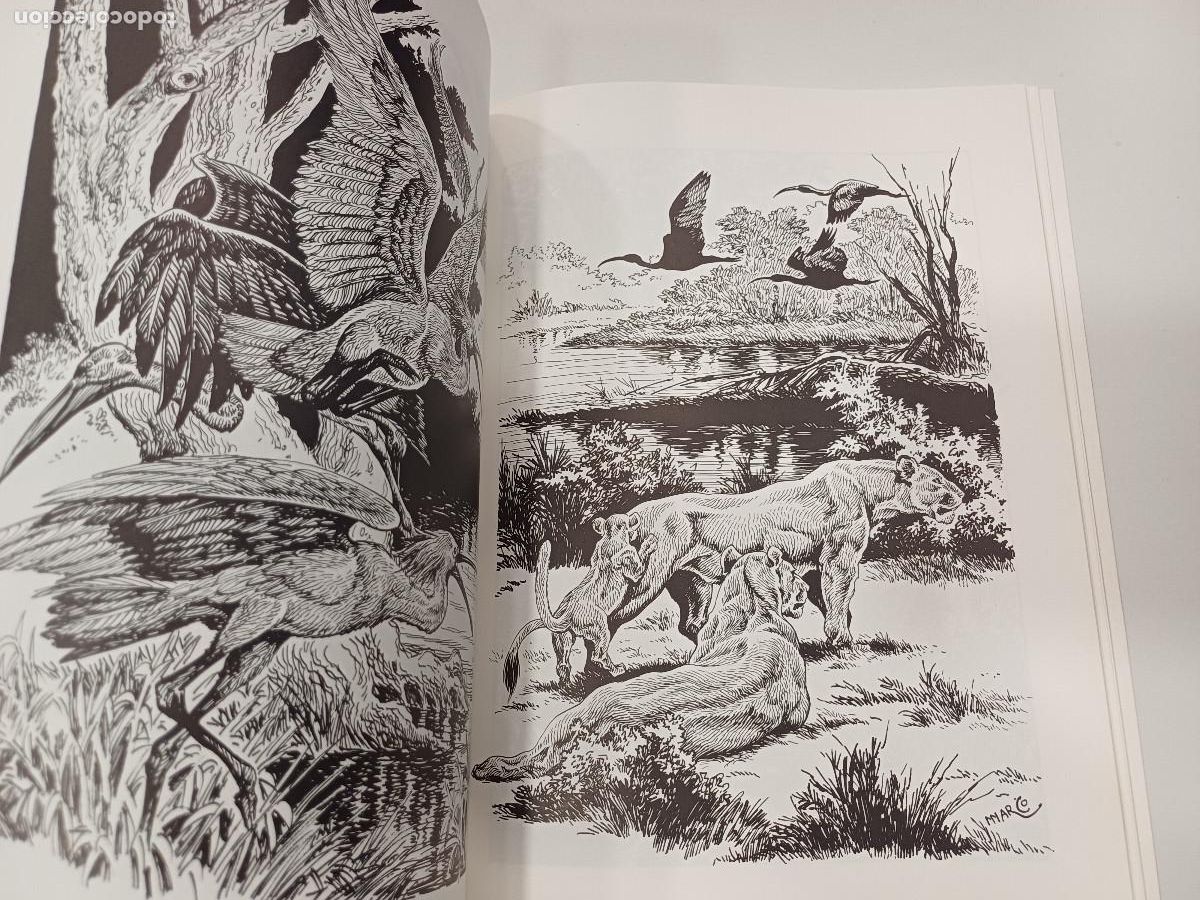 C&oacute;mics: EL BESTIARIO/DIBUJOS DE TOMAS MARCO. - Foto 4