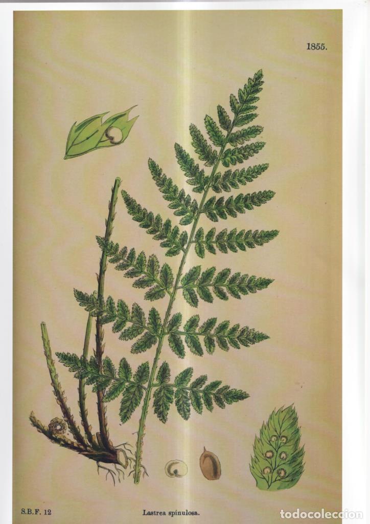 Fumetti: Poster DIN 4 numero 1078: Lastrea Spinulosa - NULL