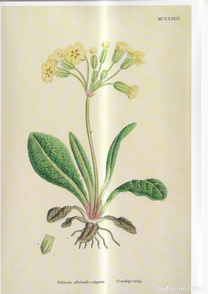 Fumetti: Poster DIN 4 numero 1087: Primula officinali-vulgaris - NULL