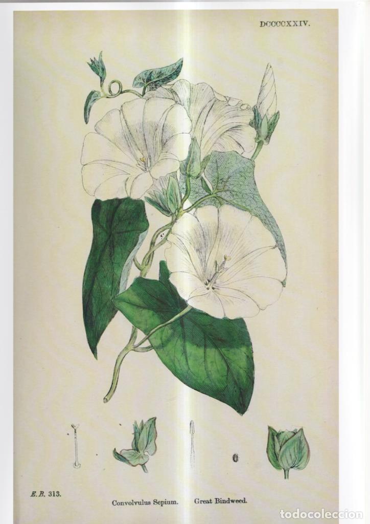 Fumetti: Poster DIN 4 numero 1092: Concolculus Sepium - NULL