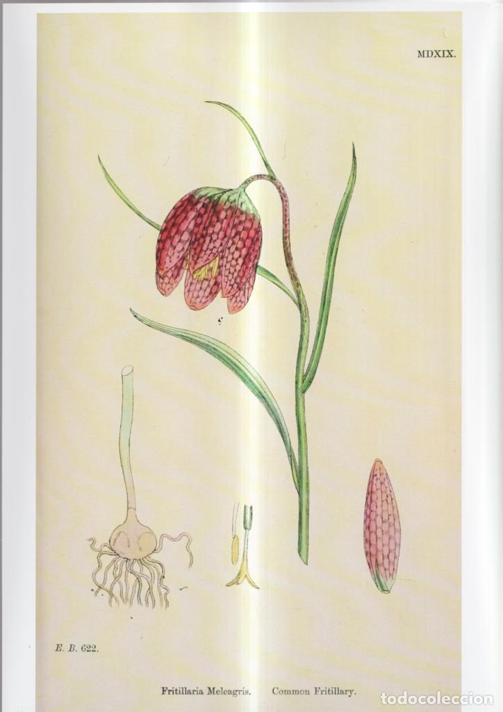Fumetti: Poster DIN 4 numero 1083: Fritillaria Meleagris - NULL