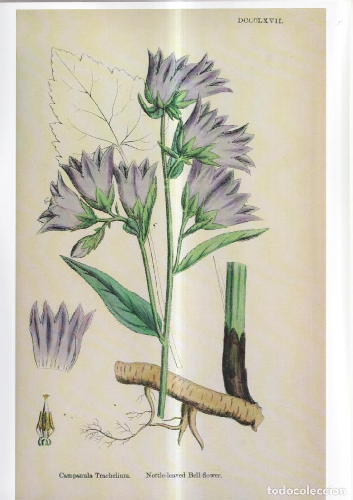 Fumetti: Poster DIN 4 numero 1097: Campanula Trachelium - NULL