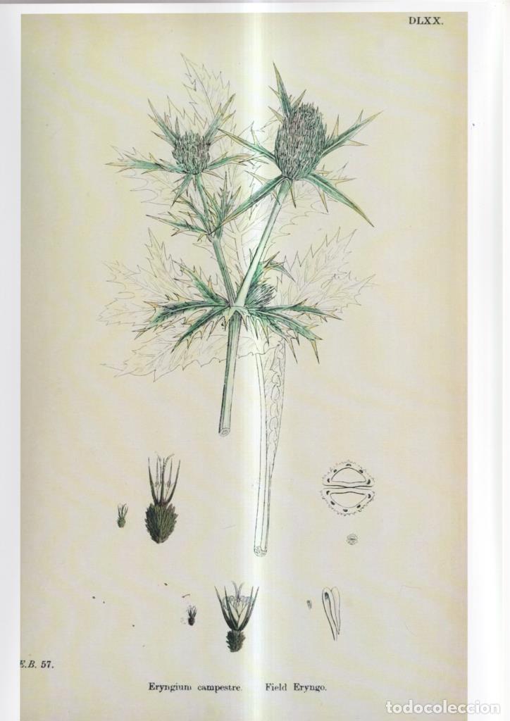 Fumetti: Poster DIN 4 numero 1102: Eryngium campestre - NULL