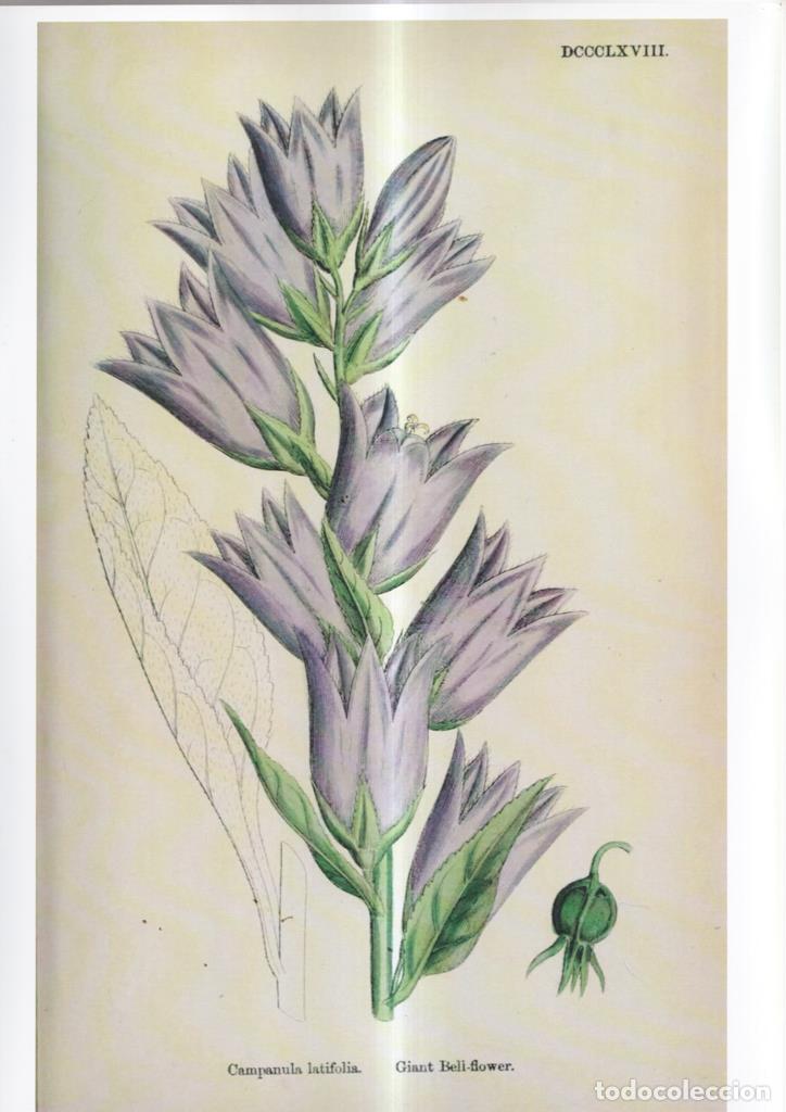 Comics: Poster DIN 4 numero 1089: Campanula latifolia - NULL
