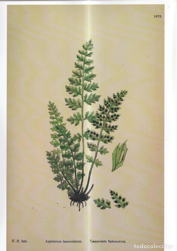 Comics: Poster DIN 4 numero 1085: Asplenium lanceolatum - NULL
