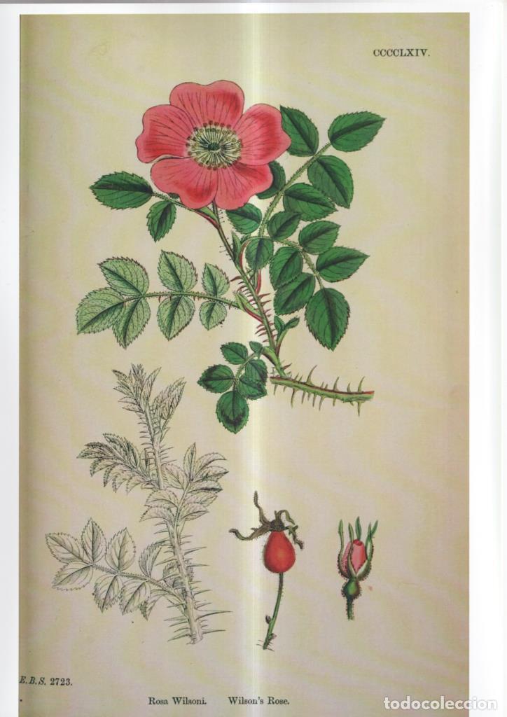 Comics : Poster DIN 4 numero 1100: Rosa Wilsoni - NULL