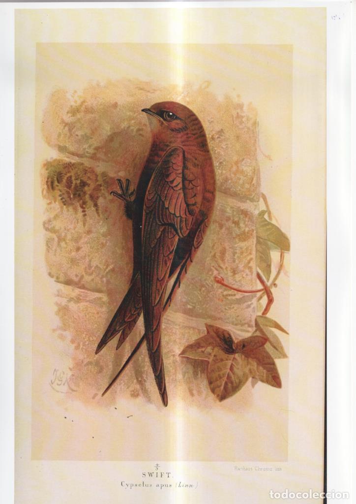 Comics : Poster DIN 4 numero 1106: Swift - NULL