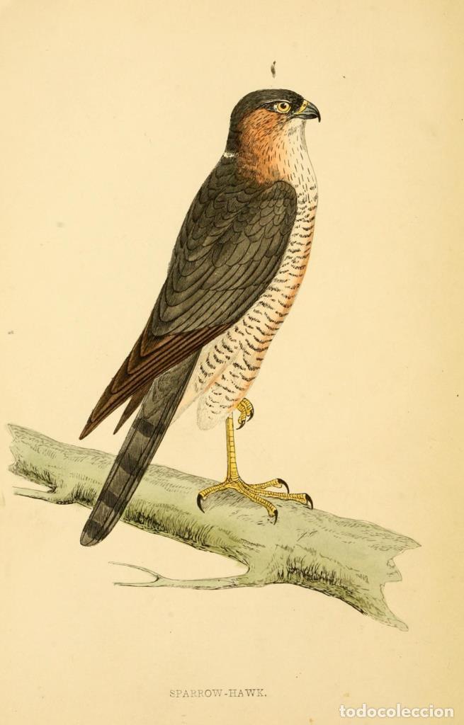 Fumetti: Poster DIN 4 numero 1295: Sparrow-Hawk: A history of British birds.. London,Groombridge and Sons,[1