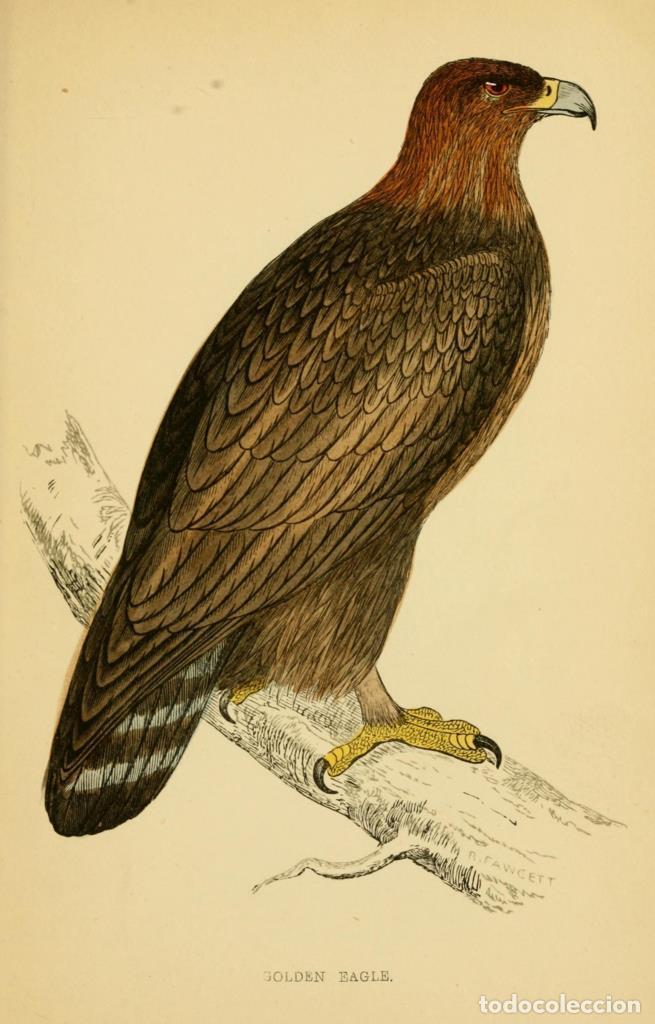 Fumetti: Poster DIN 4 numero 1300: Golden Eagle: A history of British birds.. London,Groombridge and Sons,[18