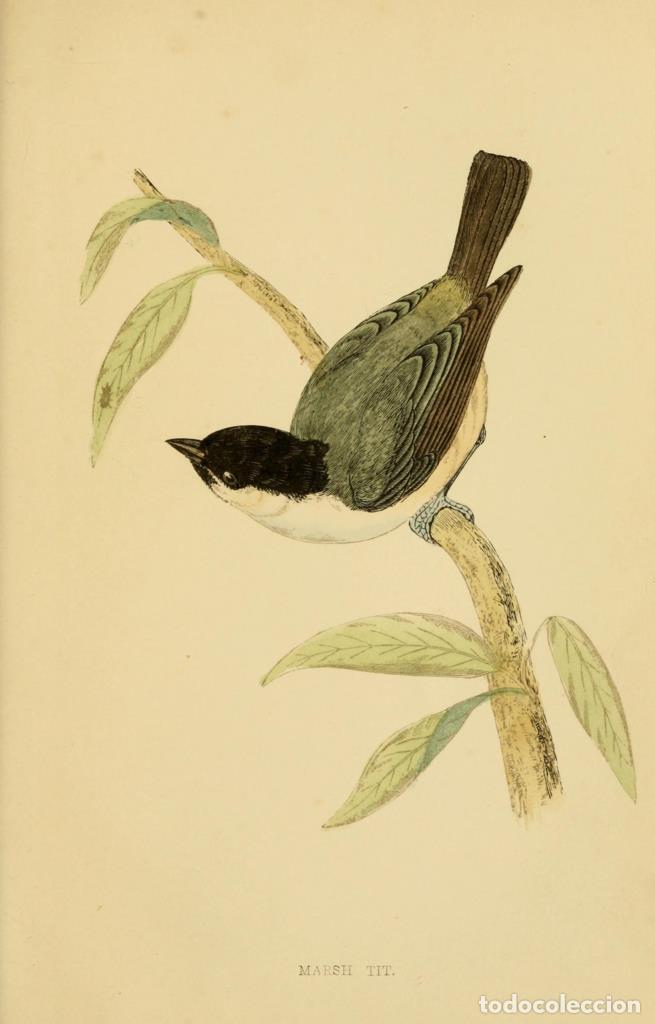 Fumetti: Poster DIN 4 numero 1305: Marsh Tit: A history of British birds.. London,Groombridge and Sons,[1862