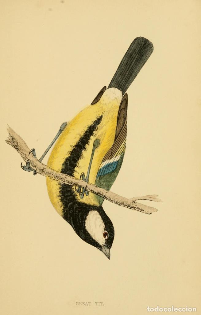 Fumetti: Poster DIN 4 numero 1310: Great Tit: A history of British birds.. London,Groombridge and Sons,[1862