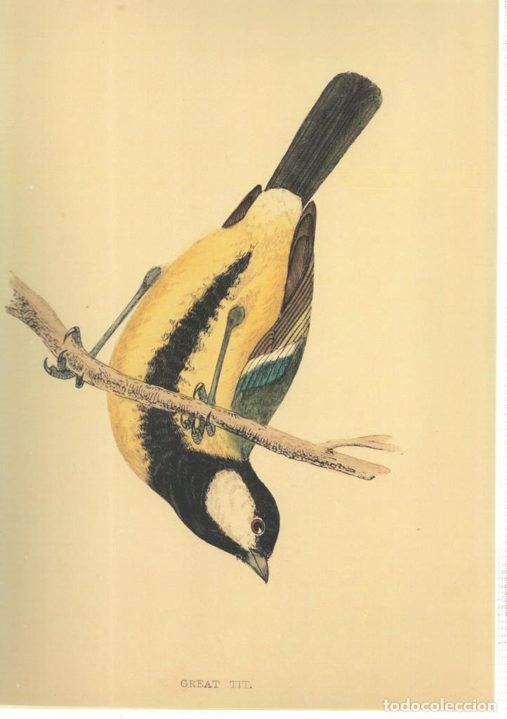 C&oacute;mics: Poster DIN 4 numero 1360: Ave: Great Tit - NULL