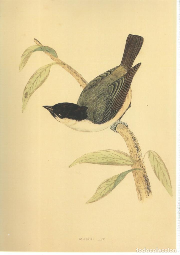 C&oacute;mics: Poster DIN 4 numero 1365: Ave: Marsh Tit - NULL