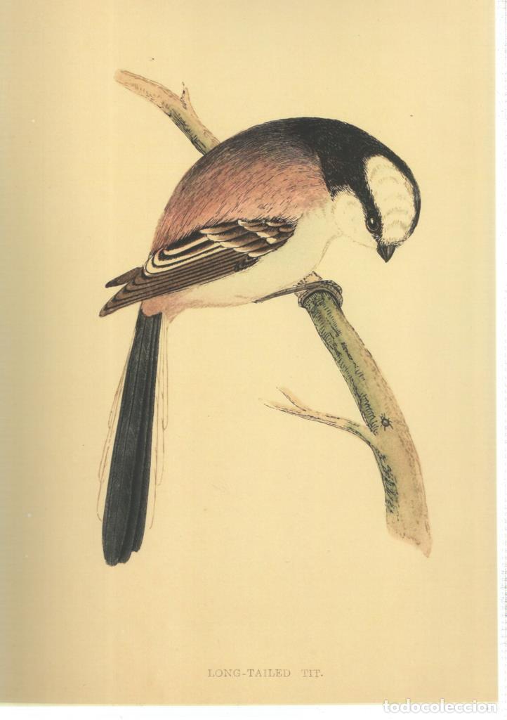 C&oacute;mics: Poster DIN 4 numero 1361: Ave: Long-Tailed Tit - NULL