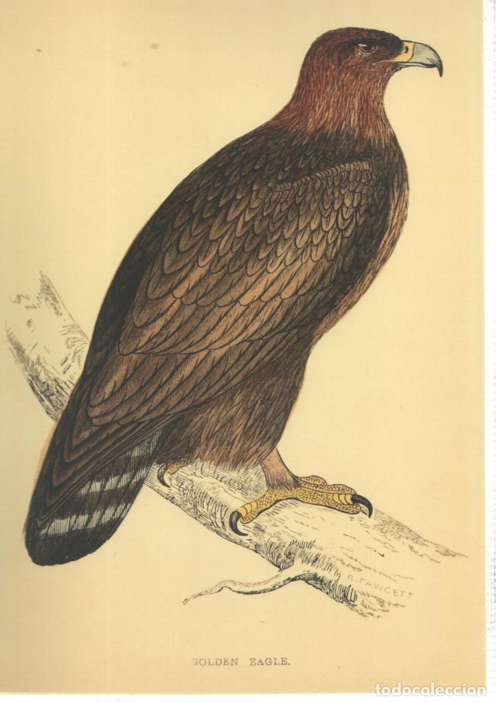 C&oacute;mics: Poster DIN 4 numero 1366: Ave: Golden Eagle - NULL