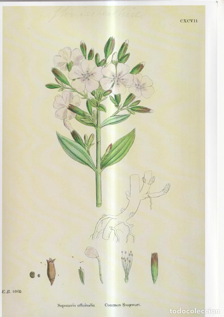 Comics: Poster DIN 4 numero 1080: Saponaria officinalis - NULL