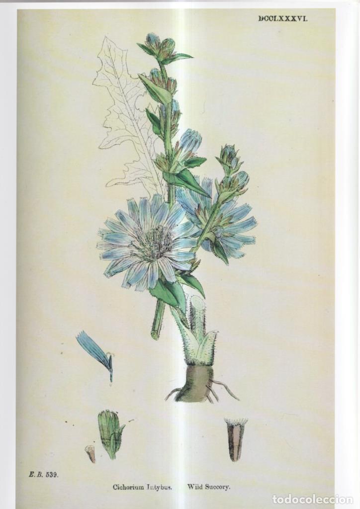 Comics : Poster DIN 4 numero 1090: Cichorium Intybus - NULL