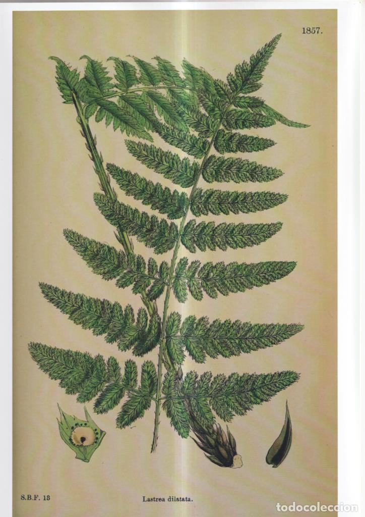 Comics : Poster DIN 4 numero 1086: Lastrea dilatata - NULL