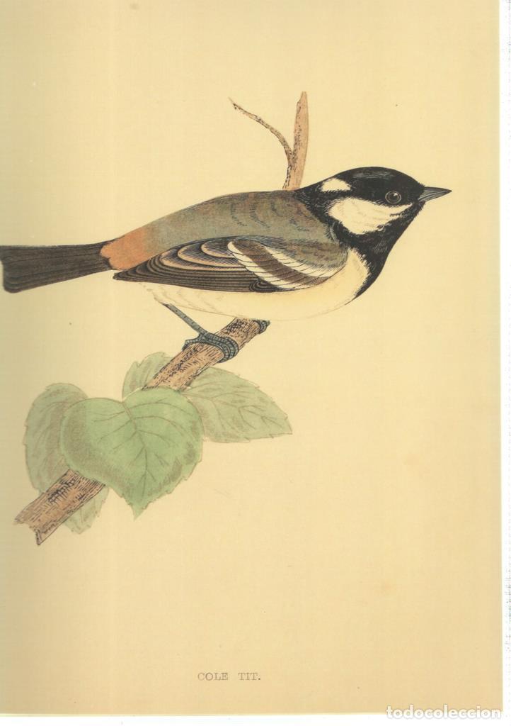 C&oacute;mics: Poster DIN 4 numero 1371: Ave: Cole Tit - NULL