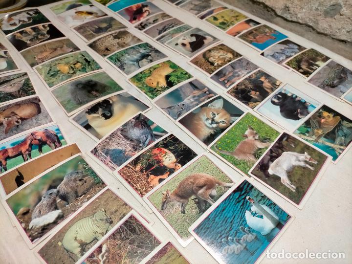 Collezionismo Figurine e Album: Lote de cartas cromos coleccionables Baby Animals PANINI fotograf&iacute;as de animales beb&eacute;
