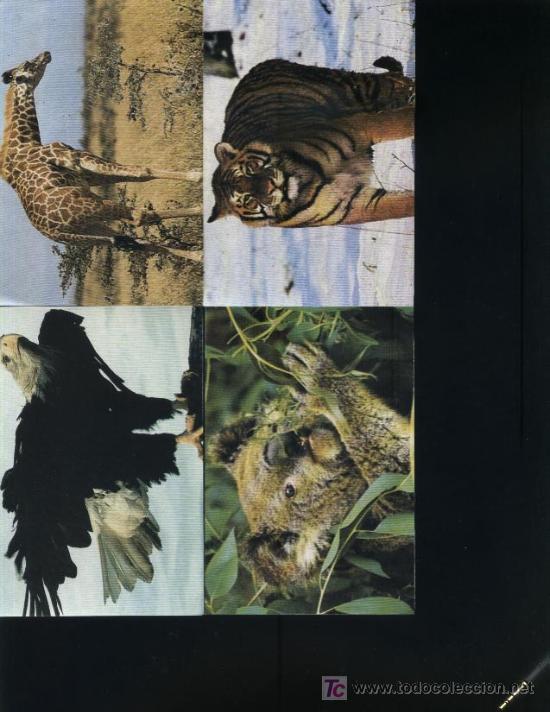 Coleccionismo cromos antiguos: lote cromos animales - Foto 1