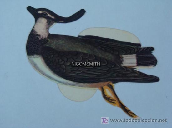Coleccionismo cromos antiguos: Cromo de Pajaros Panrico - AVEFRIA - Foto 1