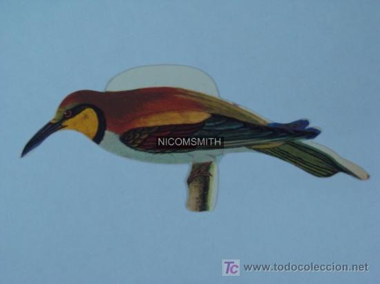 Coleccionismo cromos antiguos: Cromo de Pajaros Panrico - ABEJARUCO - Foto 1