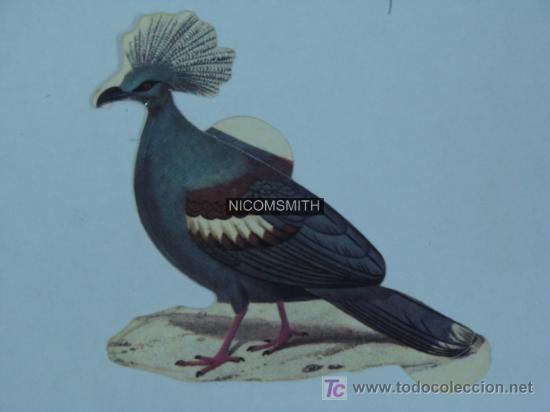 Coleccionismo cromos antiguos: Cromo de Pajaros Panrico - GOURA - Foto 1