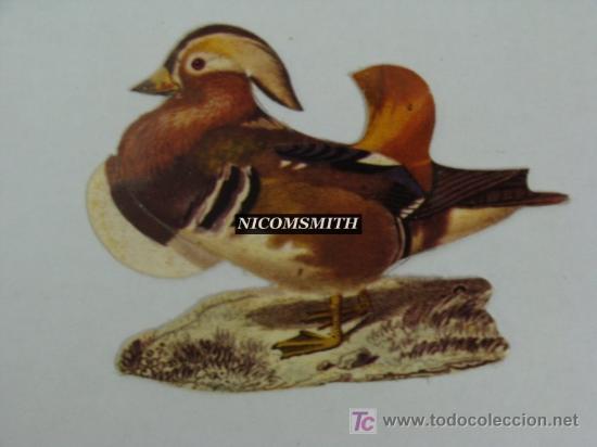 Coleccionismo cromos antiguos: Cromo De Pajaros Panrico - PATO MANDARIN - Foto 1