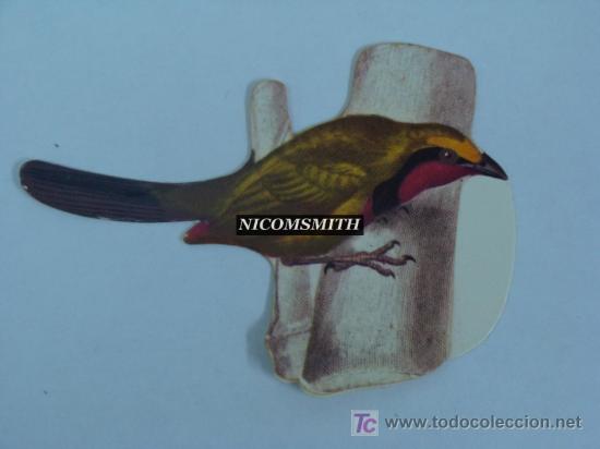 Coleccionismo cromos antiguos: Cromo De Pajaros Panrico - ALCAUDON PERRIN - Foto 1