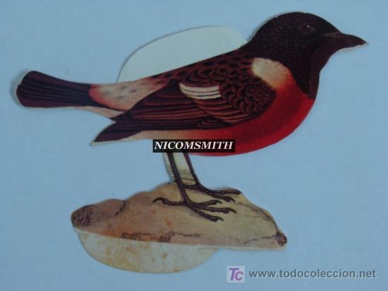 Coleccionismo cromos antiguos: Cromo De Pajaros Panrico - TARABILLA COMUN - Foto 1