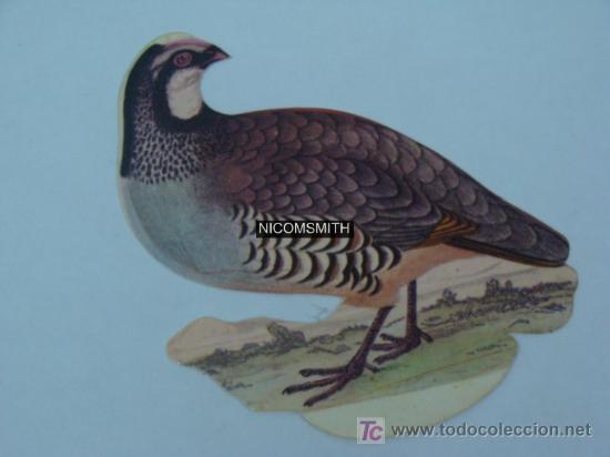 Coleccionismo cromos antiguos: Cromo De Pajaros Panrico - PERDIZ COMUN - Foto 1