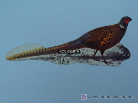 Coleccionismo cromos antiguos: Cromo De Pajaros Panrico - FAISAN - Foto 1