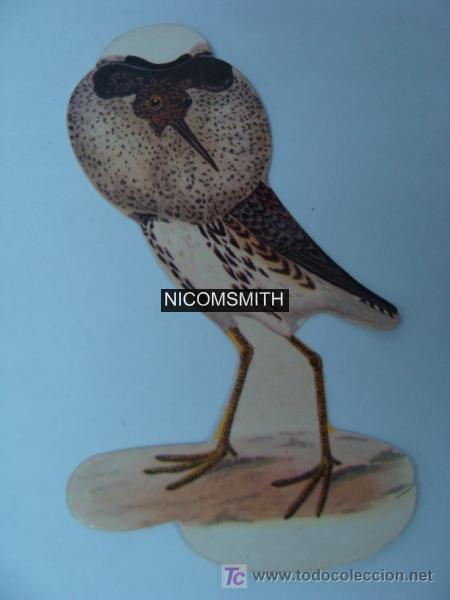 Coleccionismo cromos antiguos: Cromo De Pajaros Panrico - COMBATIENTE - Foto 1