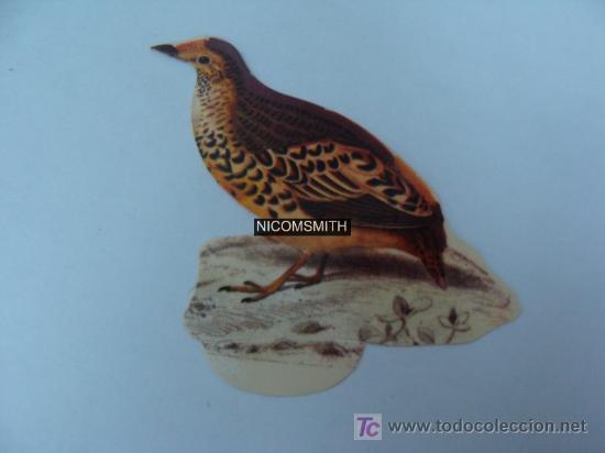 Coleccionismo cromos antiguos: Cromo De Pajaros Panrico - EIDER REAL - Foto 1