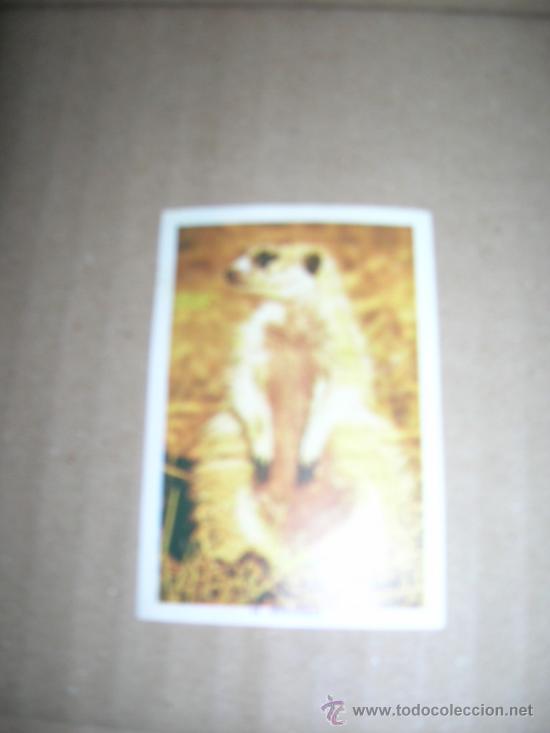 Sammeln alte Sammelbilder: CROMO N&ordm; 44 MANGOSTA. MIDE 5 X 7,2 CM., SIN PEGAR, VER FOTO.