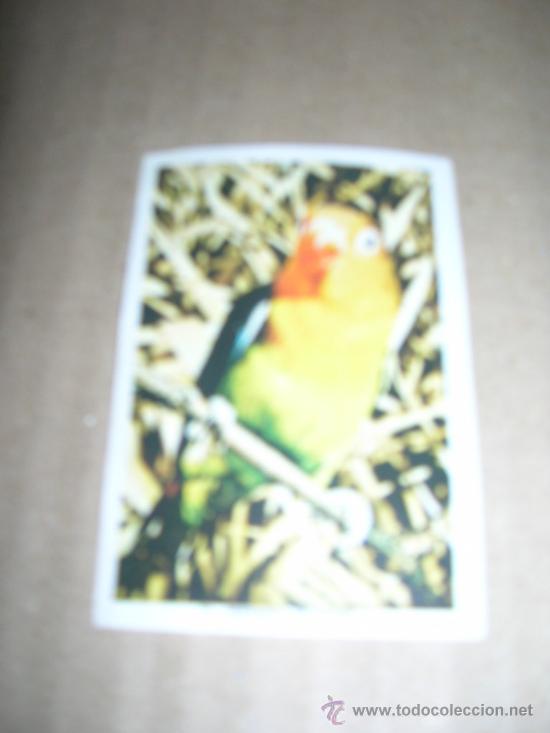 Coleccionismo cromos antiguos: CROMO N&ordm; 71 PERIQUITO DE FISHER. MIDE 5 X 7,2 CM., SIN PEGAR, VER FOTO.