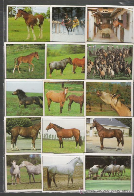 Coleccionismo cromos antiguos: COLECCION DE CROMOS DE CABALLOS DE PANINI - Foto 1