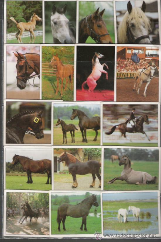 Coleccionismo cromos antiguos: COLECCION DE CROMOS DE CABALLOS DE PANINI - Foto 2