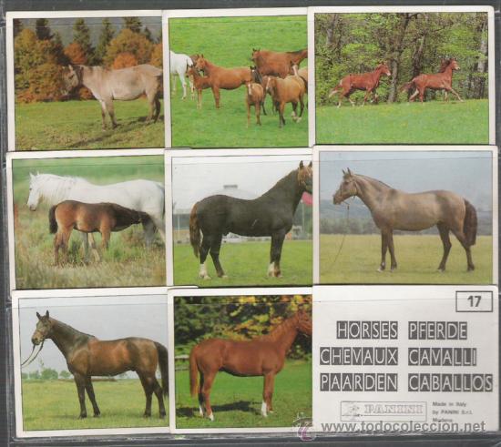 Coleccionismo cromos antiguos: COLECCION DE CROMOS DE CABALLOS DE PANINI - Foto 3