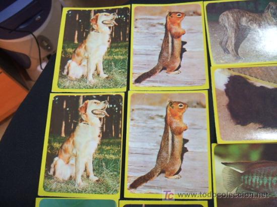 Coleccionismo cromos antiguos: LOTE 44 CROMOS DE ANIMALES - - Foto 10