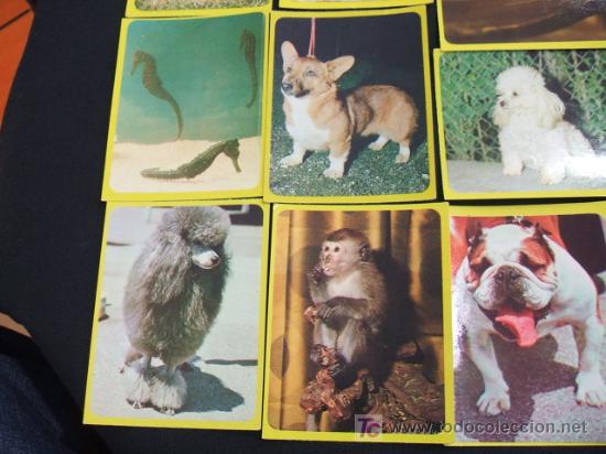 Coleccionismo cromos antiguos: LOTE 44 CROMOS DE ANIMALES - - Foto 11