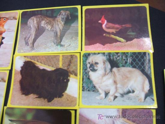 Coleccionismo cromos antiguos: LOTE 44 CROMOS DE ANIMALES - - Foto 12