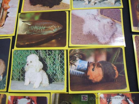 Coleccionismo cromos antiguos: LOTE 44 CROMOS DE ANIMALES - - Foto 13