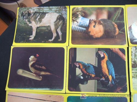 Coleccionismo cromos antiguos: LOTE 44 CROMOS DE ANIMALES - - Foto 2