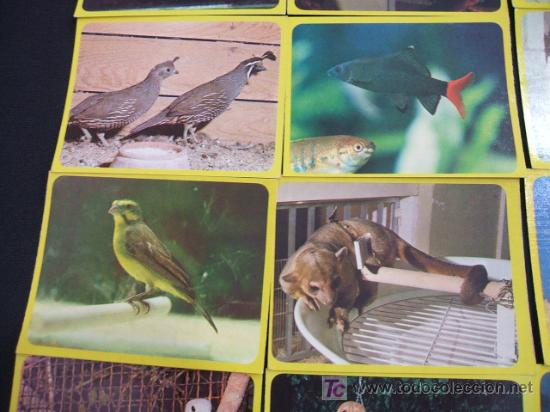 Coleccionismo cromos antiguos: LOTE 44 CROMOS DE ANIMALES - - Foto 3