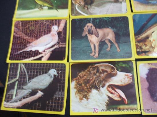 Coleccionismo cromos antiguos: LOTE 44 CROMOS DE ANIMALES - - Foto 4