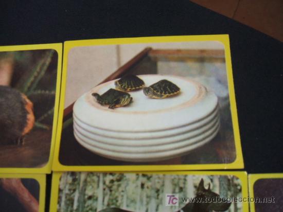 Coleccionismo cromos antiguos: LOTE 44 CROMOS DE ANIMALES - - Foto 5