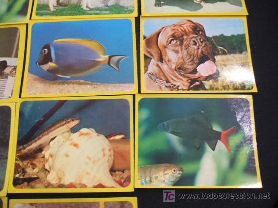 Coleccionismo cromos antiguos: LOTE 44 CROMOS DE ANIMALES - - Foto 7